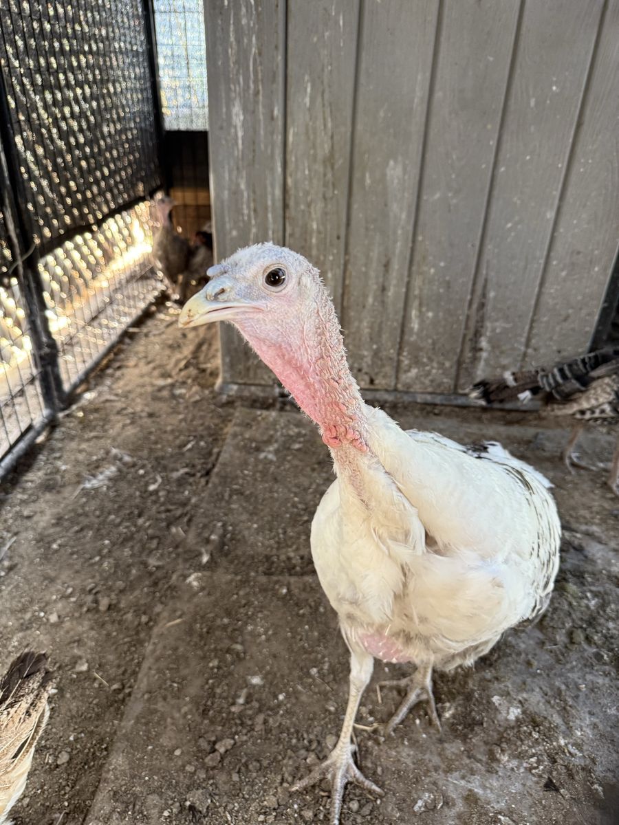 Royal Palm Hen