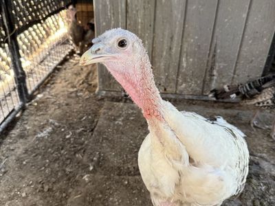 Royal Palm Hen