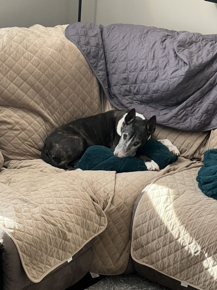 Bull Terrier For Adoption