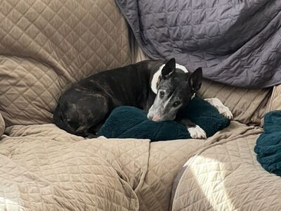 Bull Terrier For Adoption