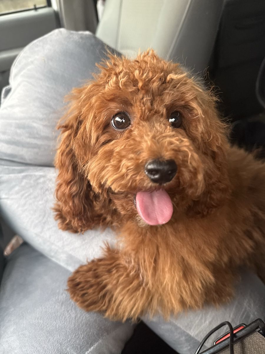 Adorable Cavapoo Puppy - F1B Poodle Cavalier Mix