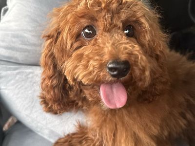 Adorable Cavapoo Puppy - F1B Poodle Cavalier Mix