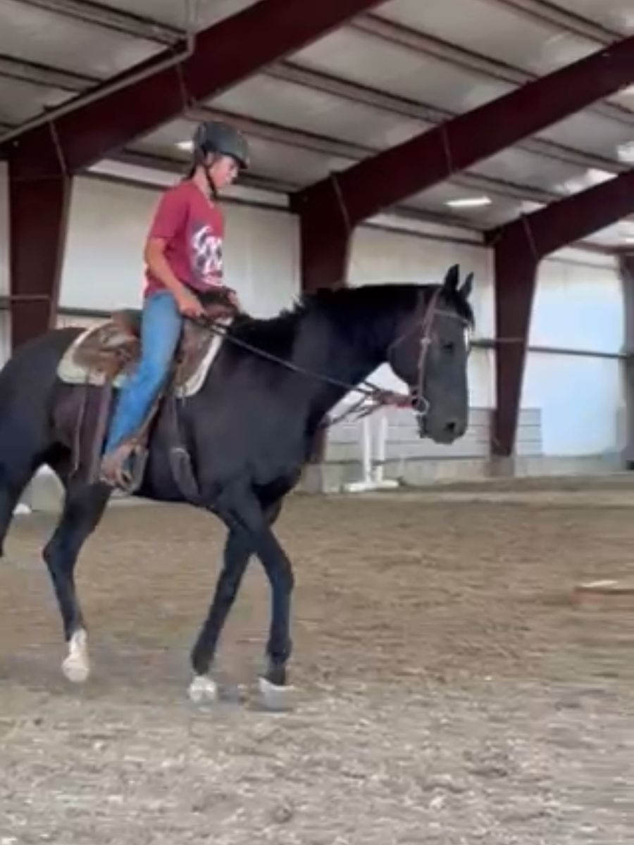 14 Year Old Thoroughbred Gelding