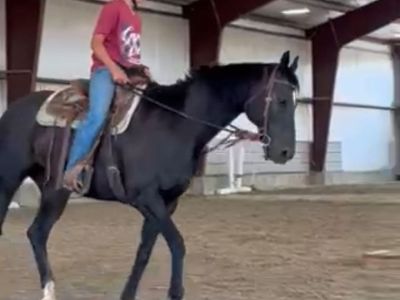14 Year Old Thoroughbred Gelding