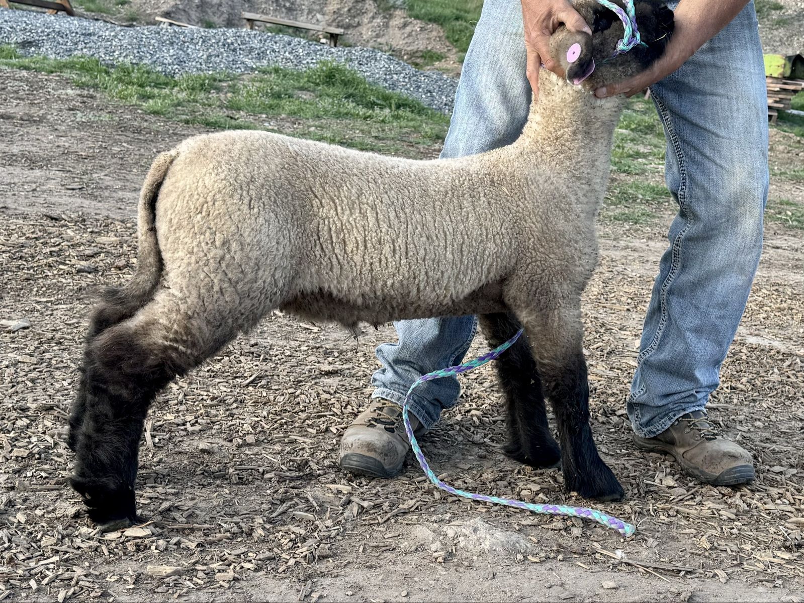 Show LAMB from winning genetics