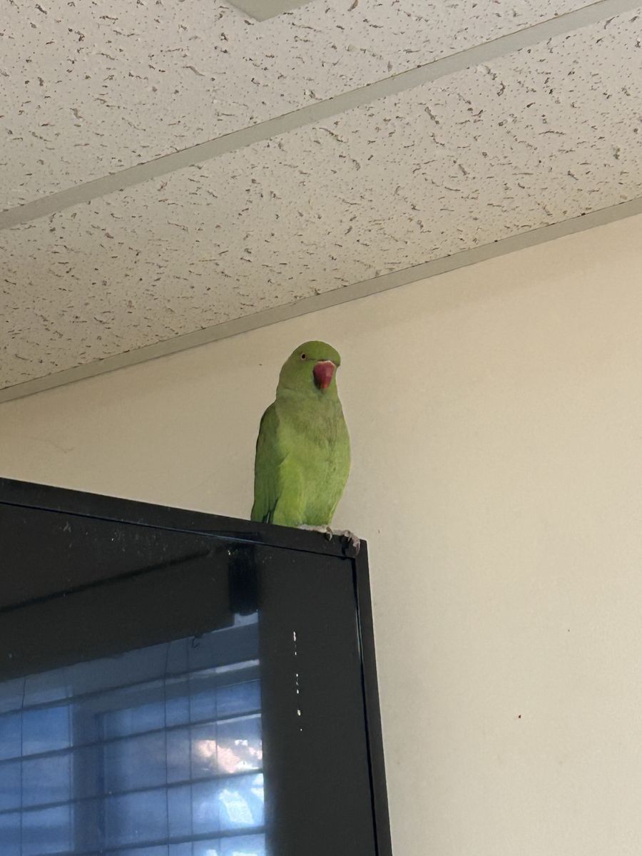 Indian Ringneck parrot