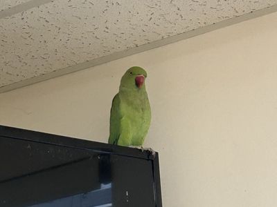 Indian Ringneck parrot