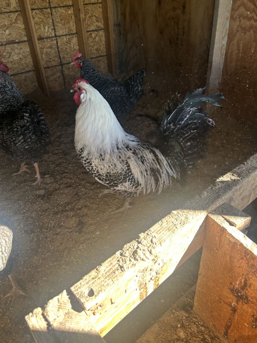 Silver Deathlayer rosters for sale