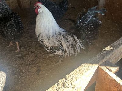 Silver Deathlayer rosters for sale