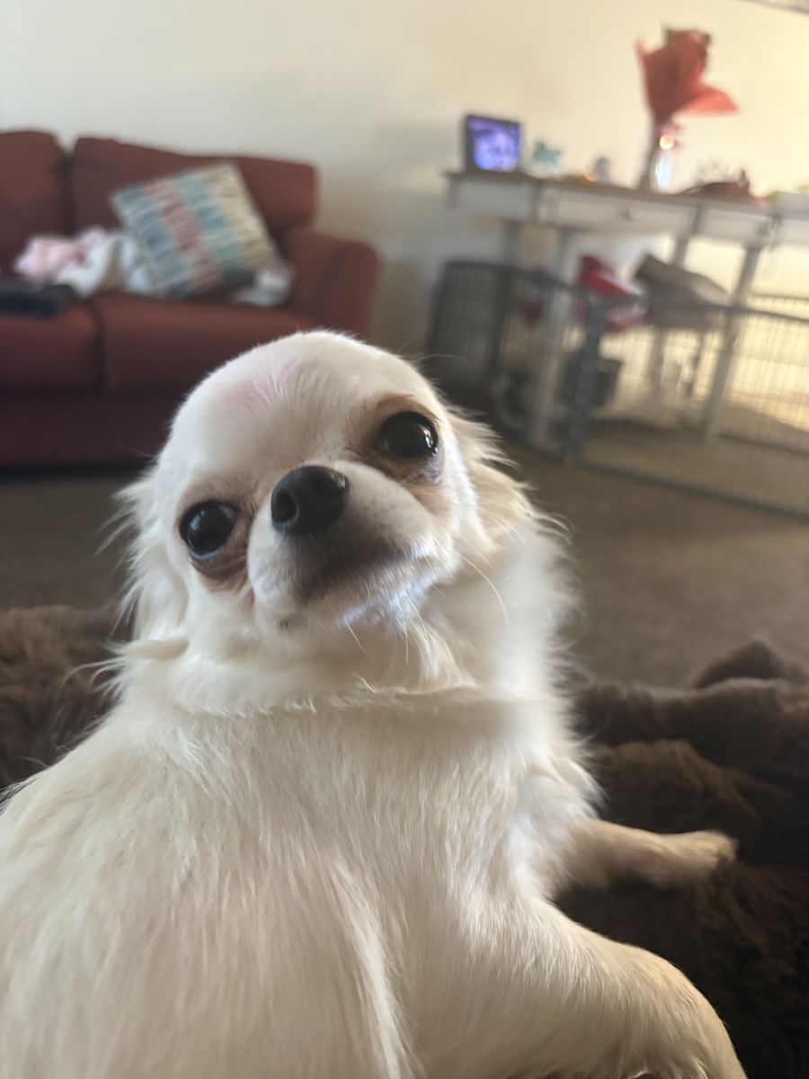 Akc Long Coat Stud Service NOT FOR SALE