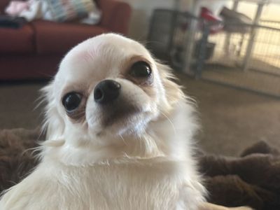 Akc Long Coat Stud Service NOT FOR SALE