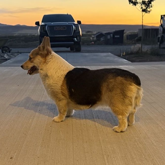 AKC Registered Pembroke Welsh Corgi Female Dog
