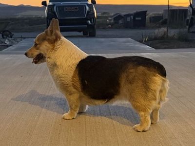 AKC Registered Pembroke Welsh Corgi Female Dog
