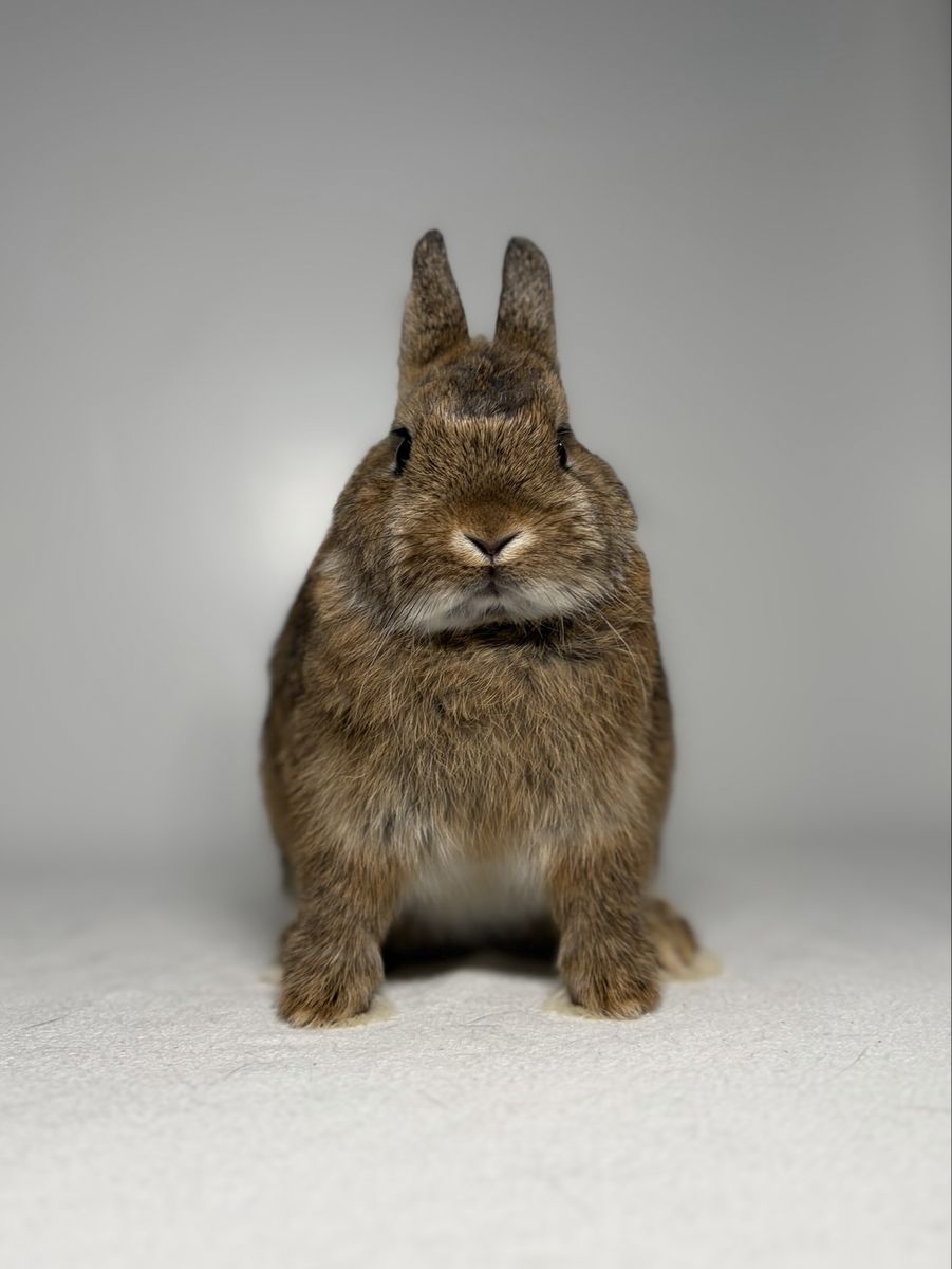 Netherland Dwarf Doe