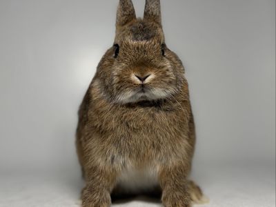 Netherland Dwarf Doe