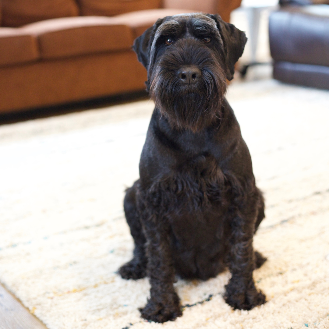 Super friendly Standard Schnauzer