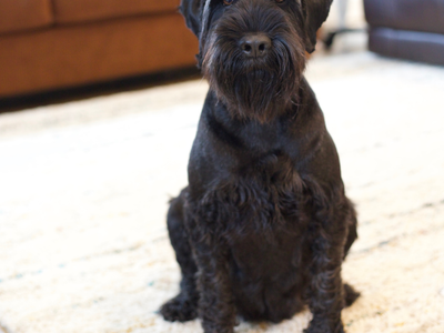 Super friendly Standard Schnauzer