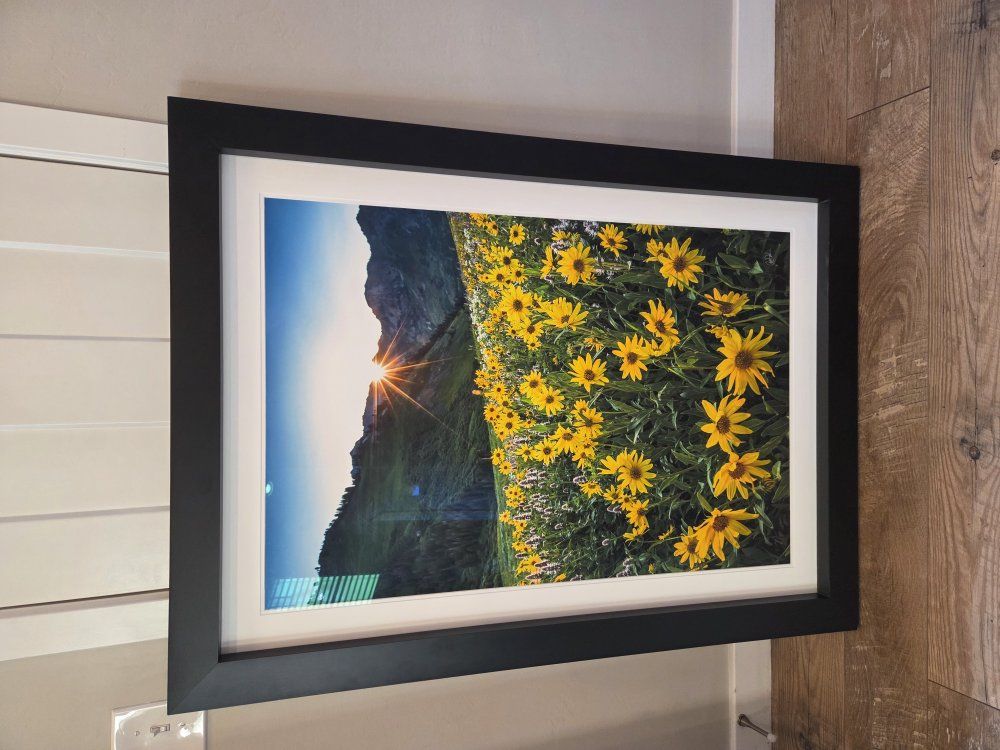 Beautiful Sunflower Framed Picture