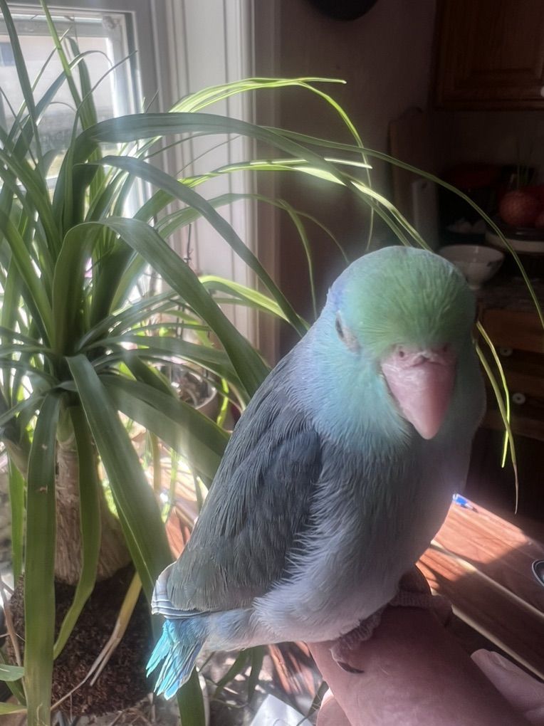 TAME BABY MALE TURQUOISE PARROTLET