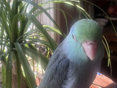 TAME BABY MALE TURQUOISE PARROTLET