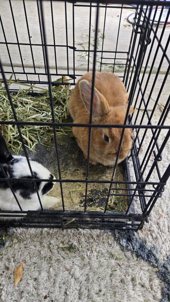 Rabbits