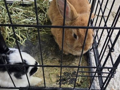 Rabbits