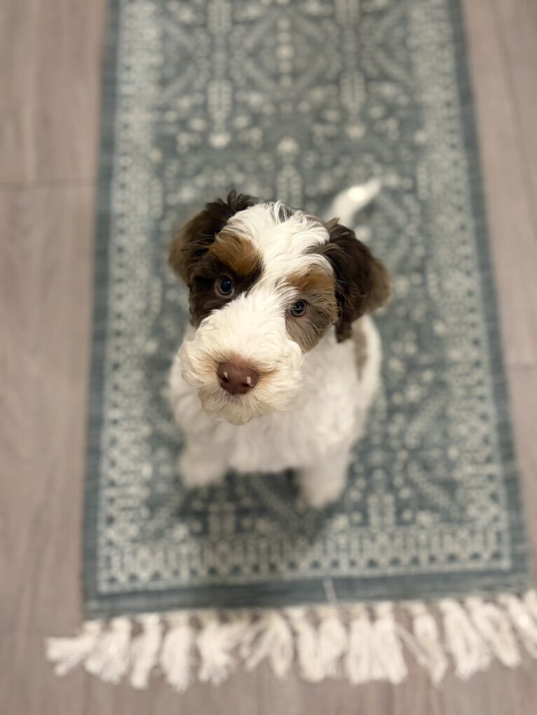 English Springer Spaniel Poodle