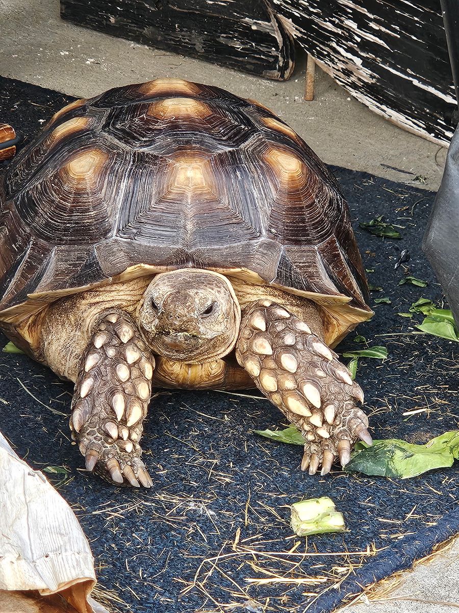 Sulcata Tortoise 