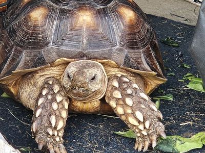 Sulcata Tortoise