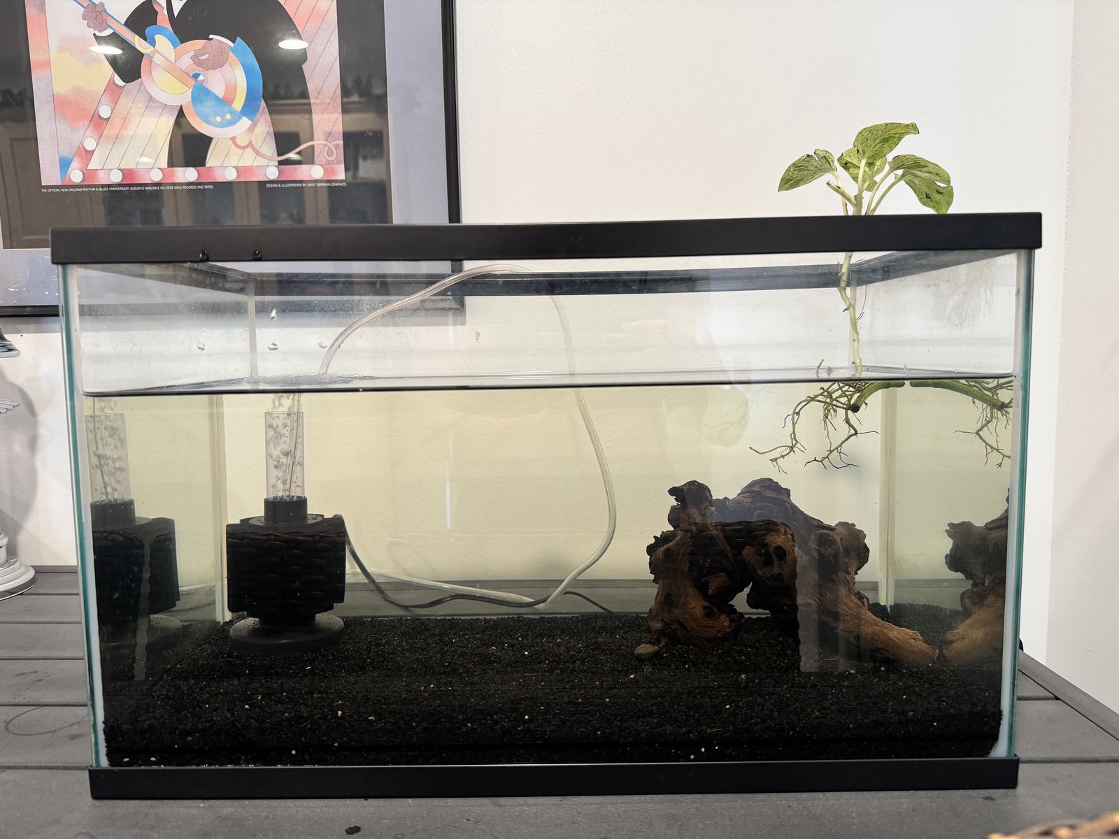 10 Gallon Tank + Accessories