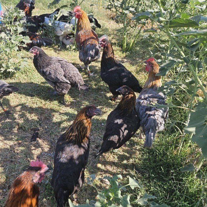 3 hens & 1 Rooster 