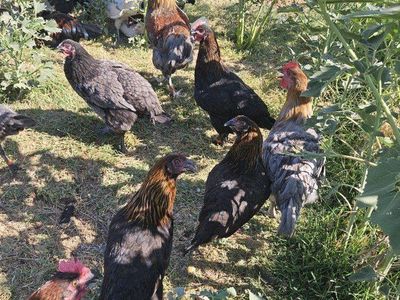 3 hens & 1 Rooster