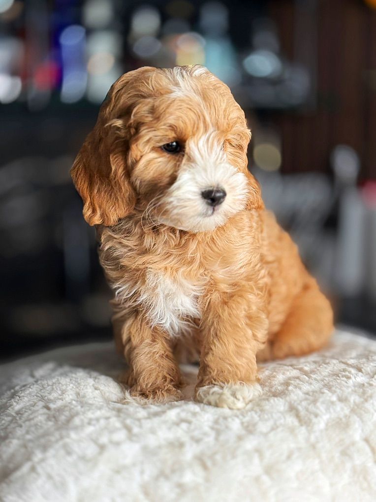 TeDdy Bear Timy Goldendoodle Puppy