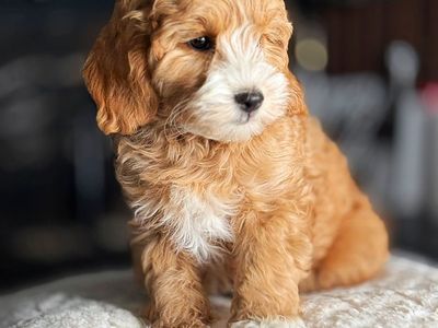 TeDdy Bear Timy Goldendoodle Puppy