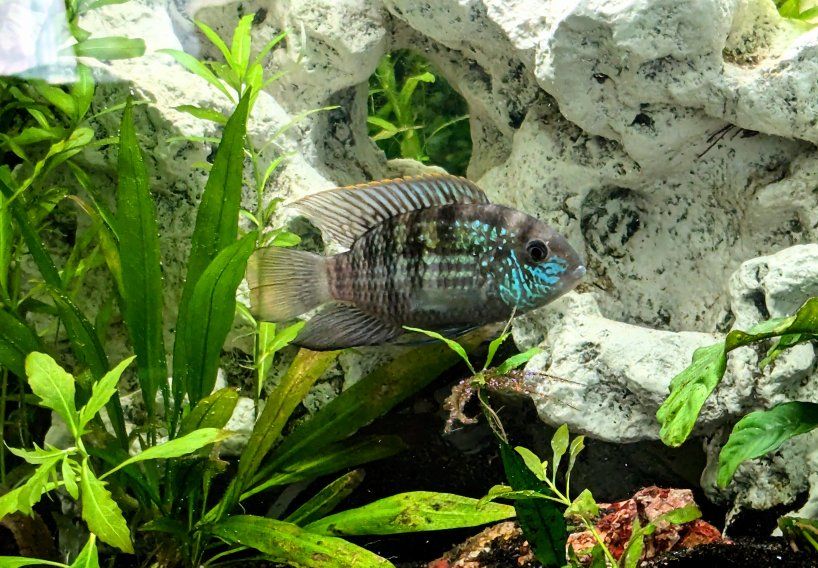 Blue/Electric blue Acara hybrid