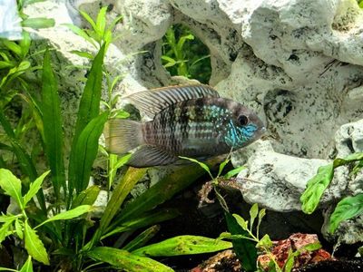 Blue/Electric blue Acara hybrid