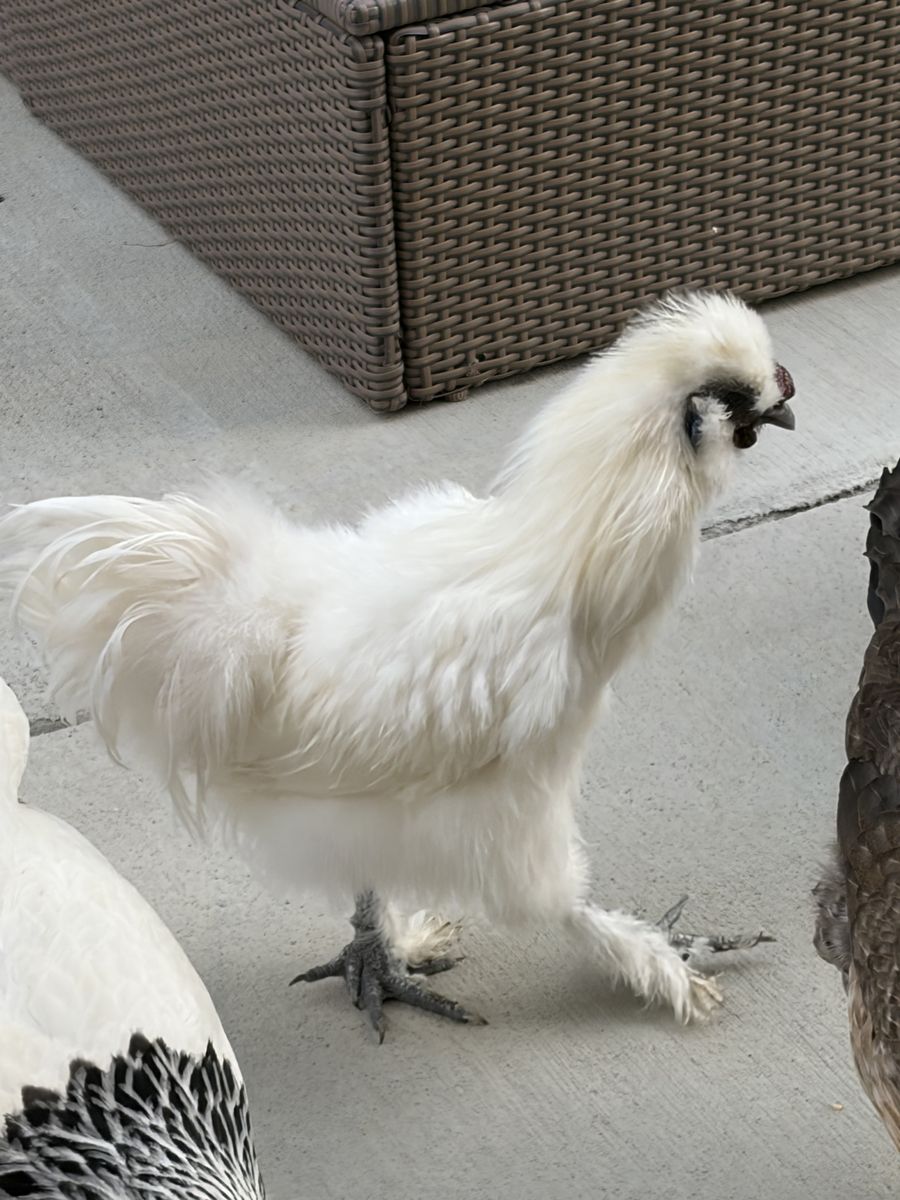 Silky Chicken
