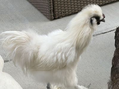 Silky Chicken