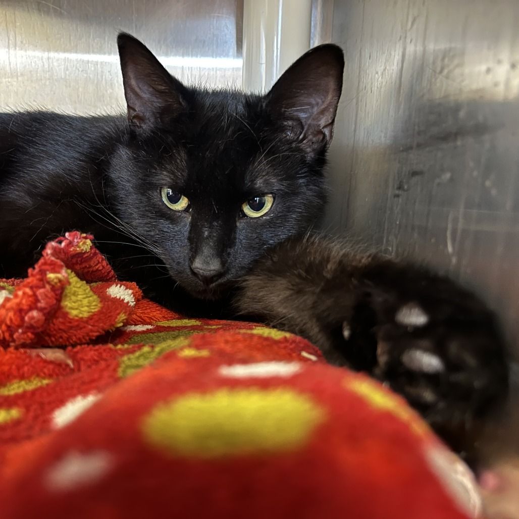 Hello my name is Maestro