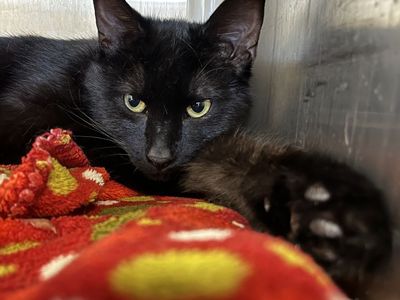 Hello my name is Maestro