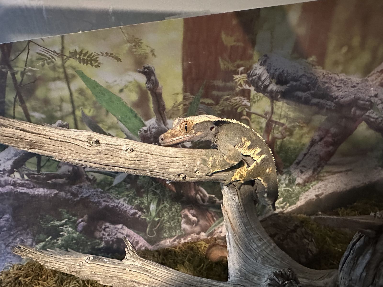 Gecko, Cage & Fogger