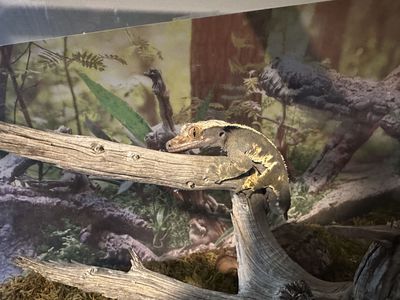Gecko, Cage & Fogger