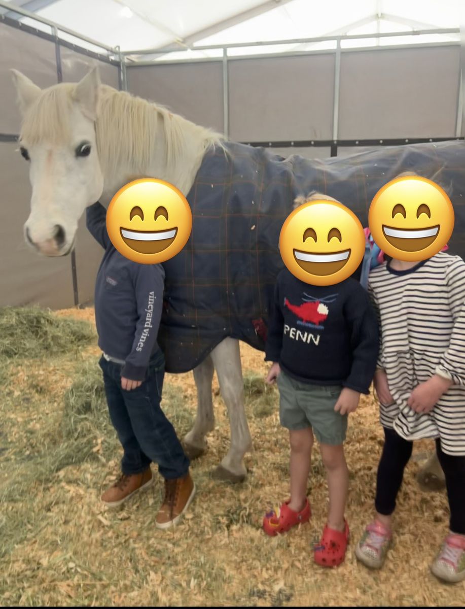 Welsch Pony- Gentle and Kid-Friendly
