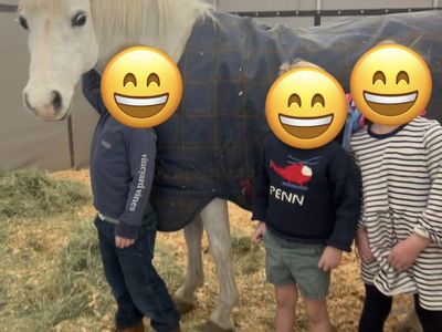Welsch Pony- Gentle and Kid-Friendly