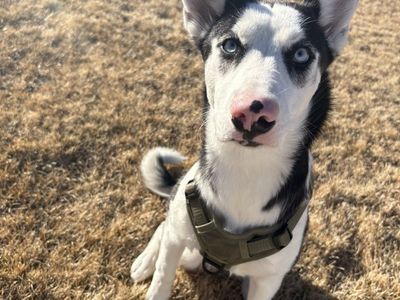 8 Month Old Husky Urgent Rehoming