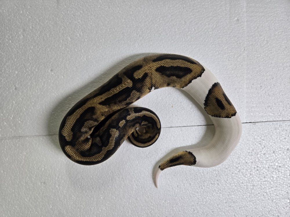 Pied Male (trades?)