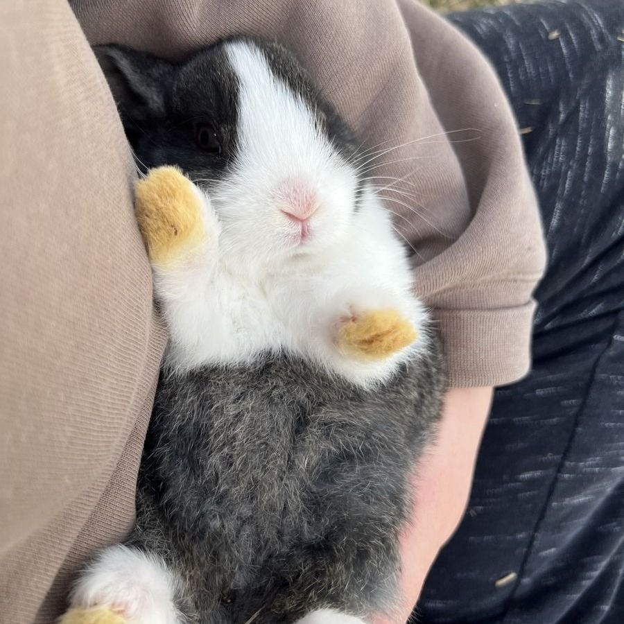 Steel Colored Dutch Rabbit Buck