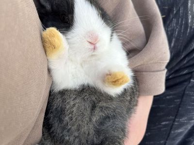 Steel Colored Dutch Rabbit Buck