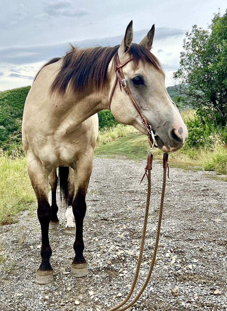 CY Hollywood Sparkle Gelding / Rope Horse