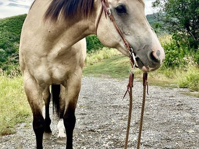 CY Hollywood Sparkle Gelding / Rope Horse